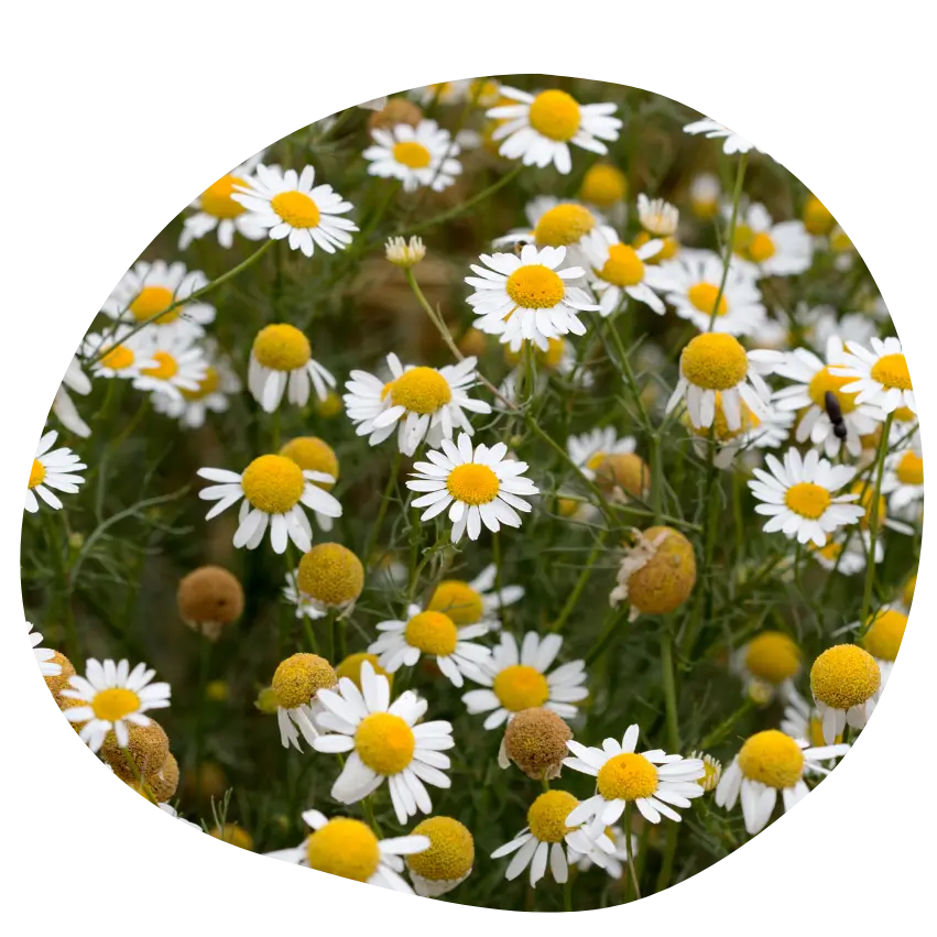 Camomille