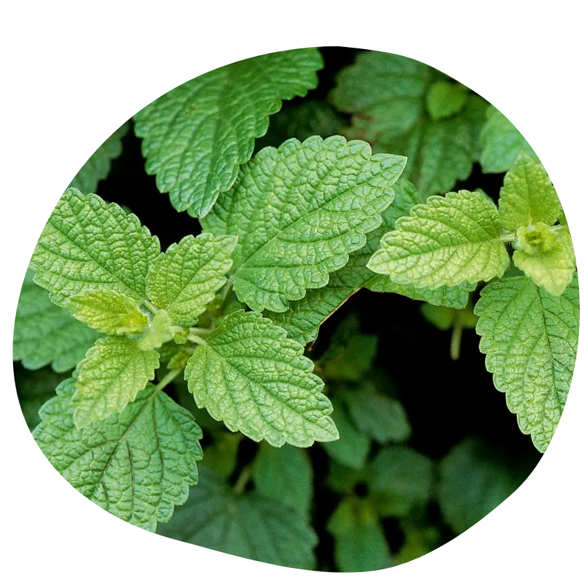 Mélisse ingrédients NEA MAMA