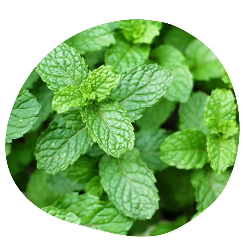 Menthe
