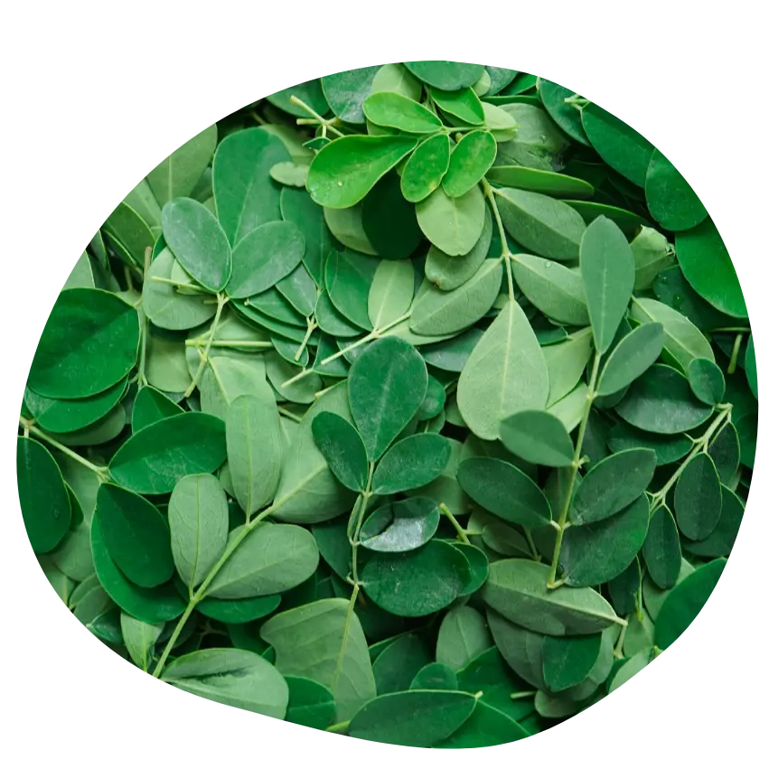 Moringa ingrédients NEA MAMA