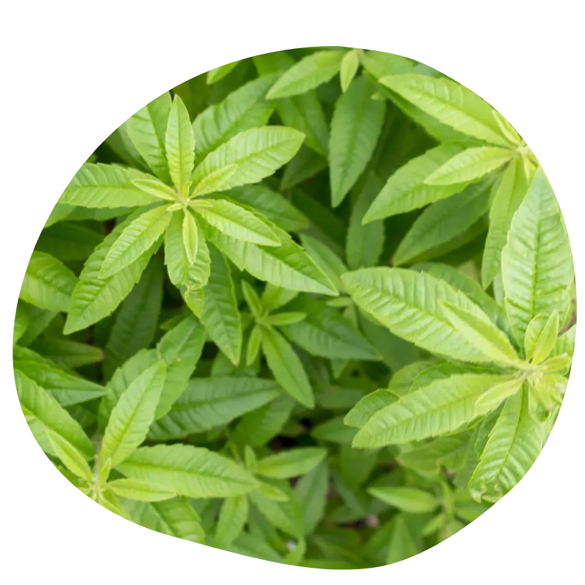 Verveine