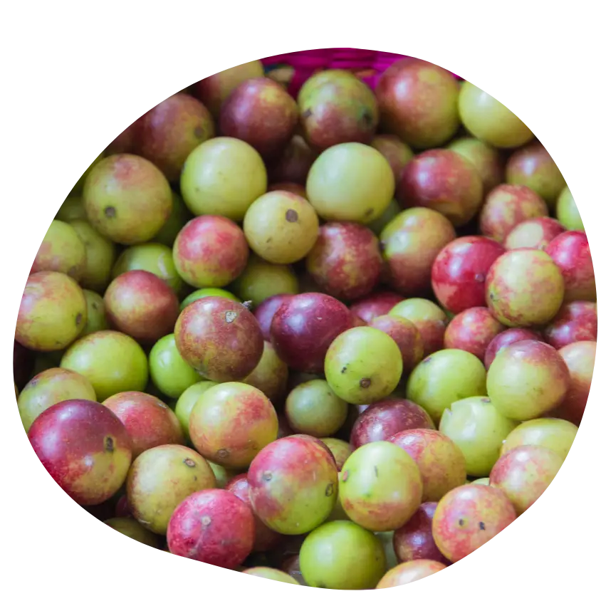 Camu